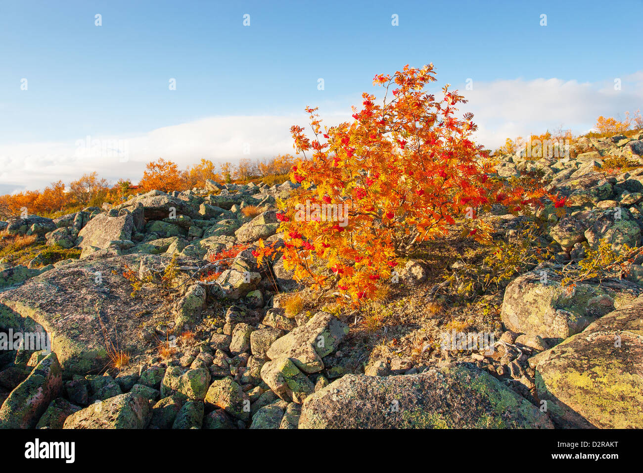 Lapponia montagna in autunno Foto Stock