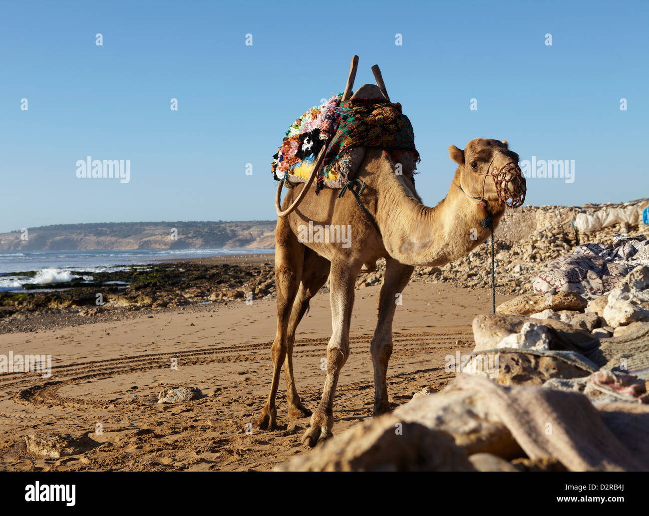 Cammello su una spiaggia del Marocco Foto Stock