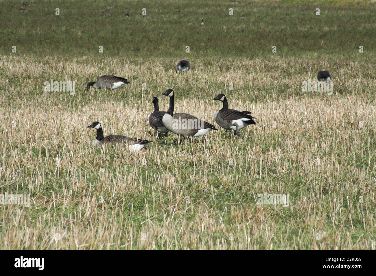 Parecchie Oche del Canada in un campo coltivato. Foto Stock