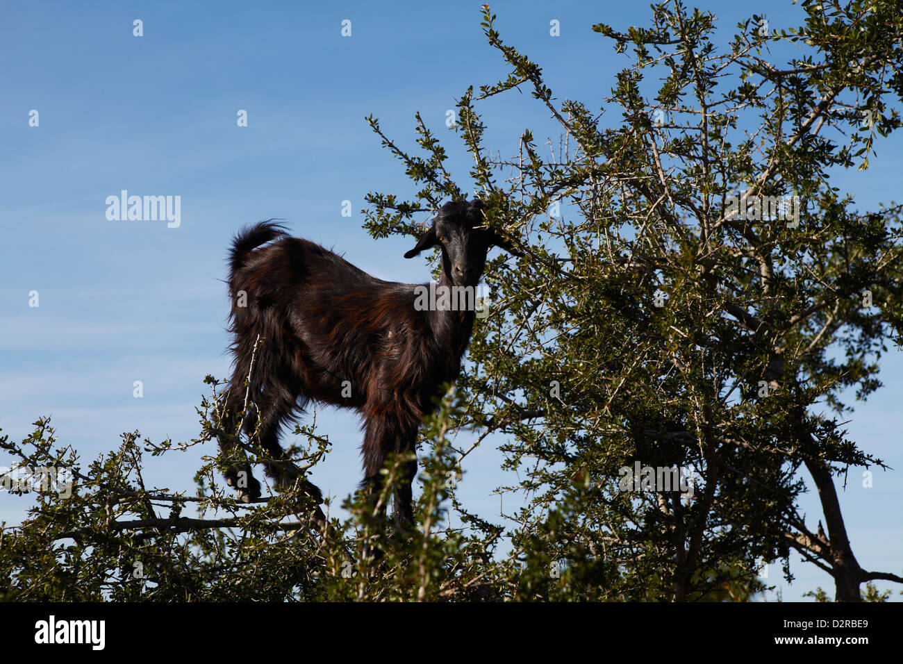 Capra nella struttura ad albero, Marocco Foto Stock