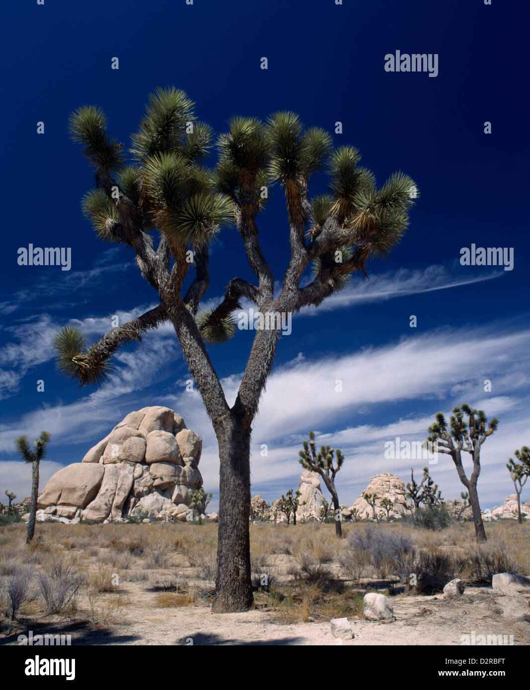 Yucca brevifolia Joshua tree, verde. Foto Stock
