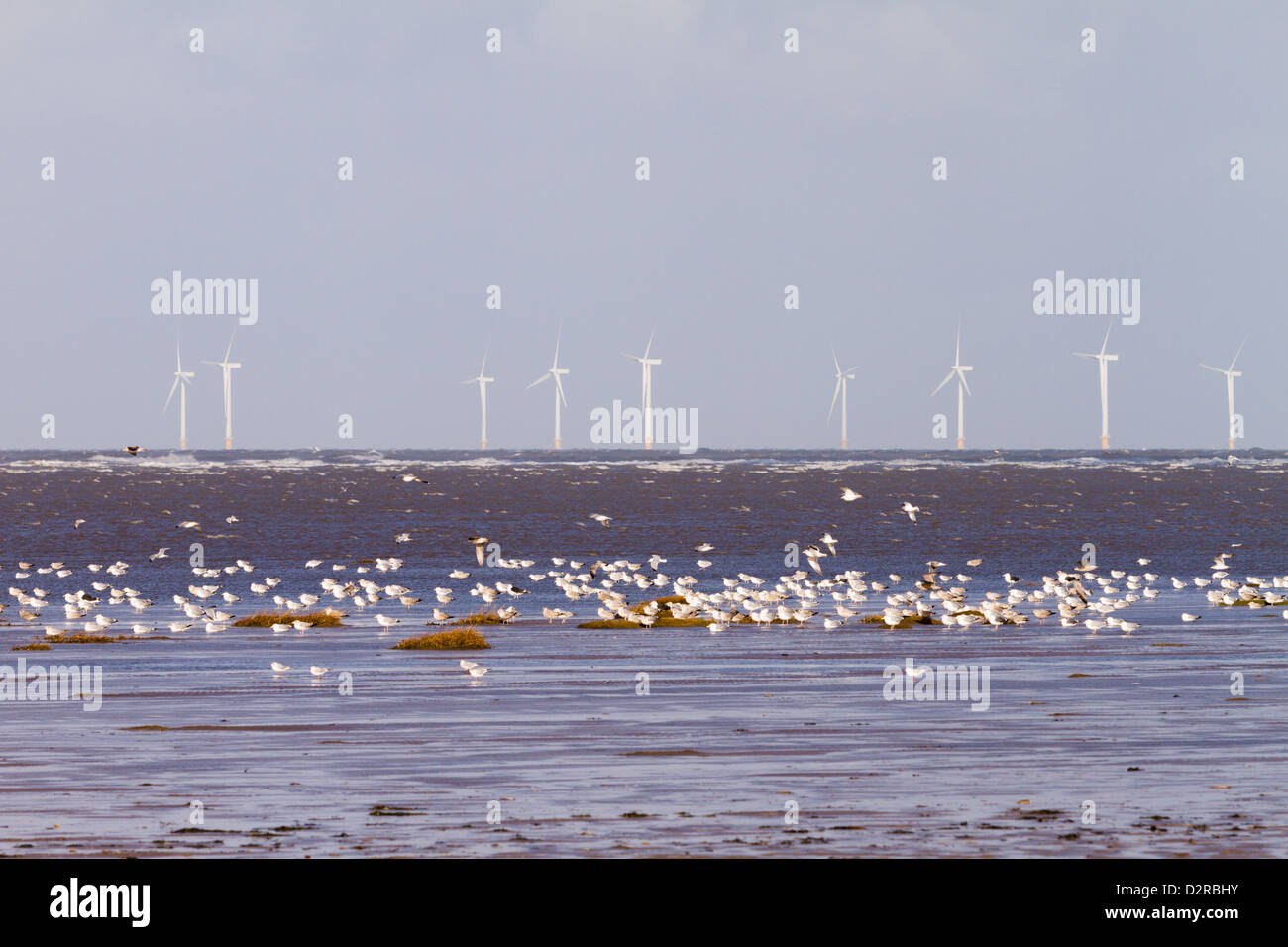 Le turbine eoliche con il Gregge di gabbiani reali sulla sabbia ad alta marea Wirral Inghilterra Foto Stock