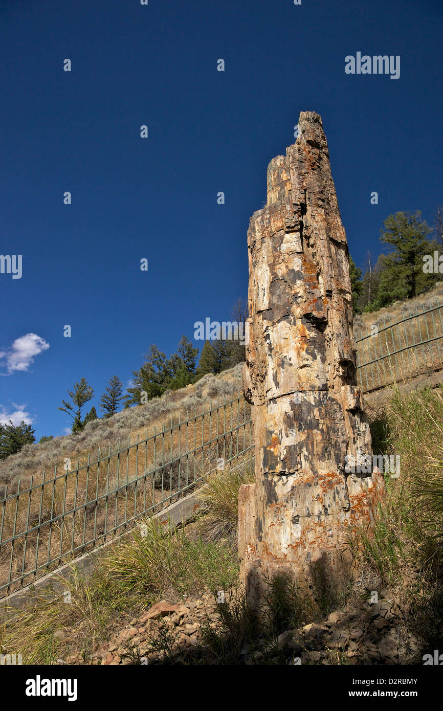 Albero pietrificato vicino Tower-Roosevelt, il Parco Nazionale di Yellowstone, Wyoming USA Foto Stock