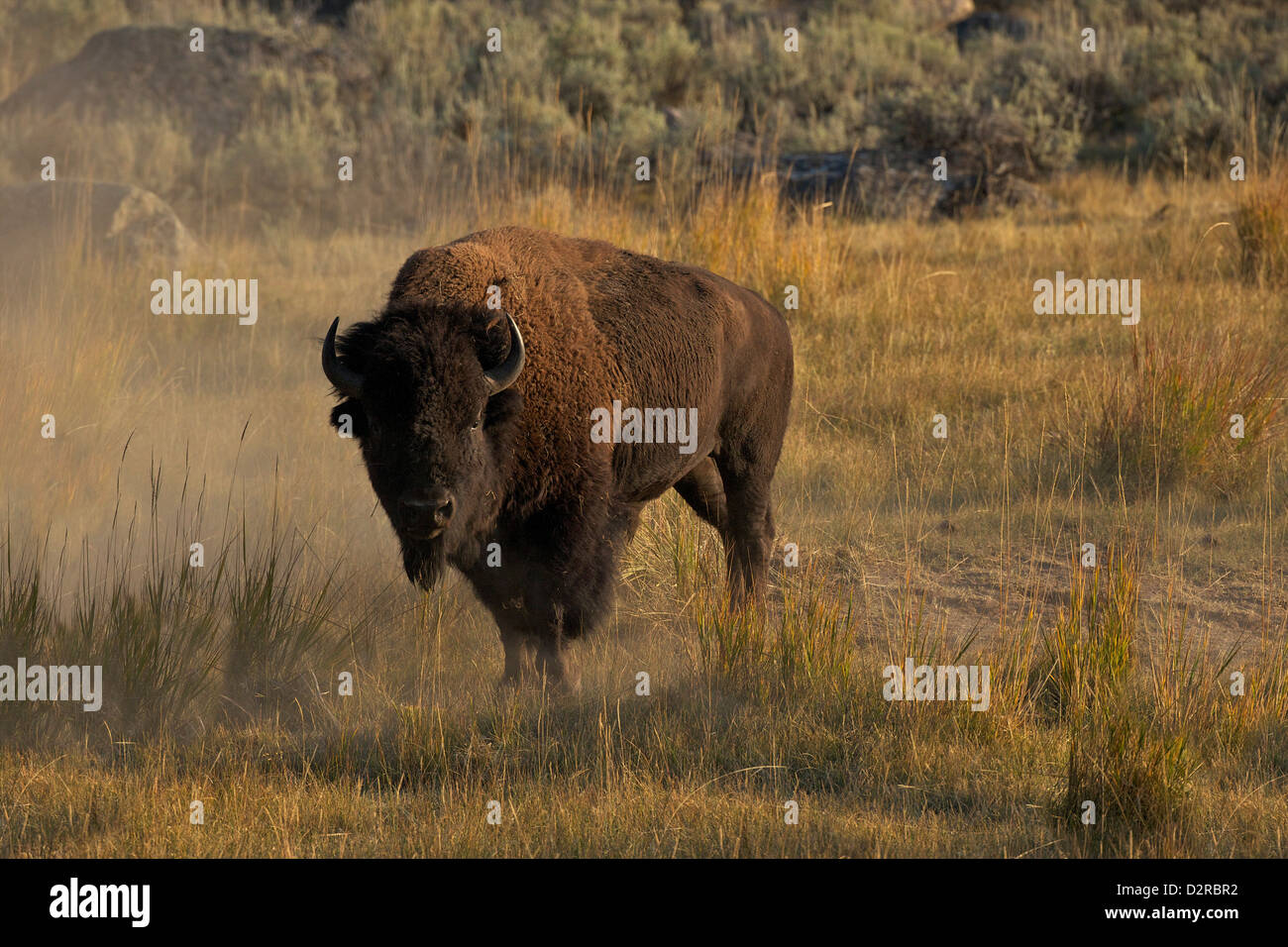 Bison nella Lamar Valley, il Parco Nazionale di Yellowstone, Wyoming USA Foto Stock