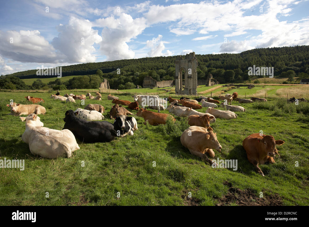 Il bestiame pascola in un prato accanto alle rovine di Kirkham Priory un Abbazia Agostiniana vicino a Malton, North Yorkshire, Regno Unito. Foto Stock