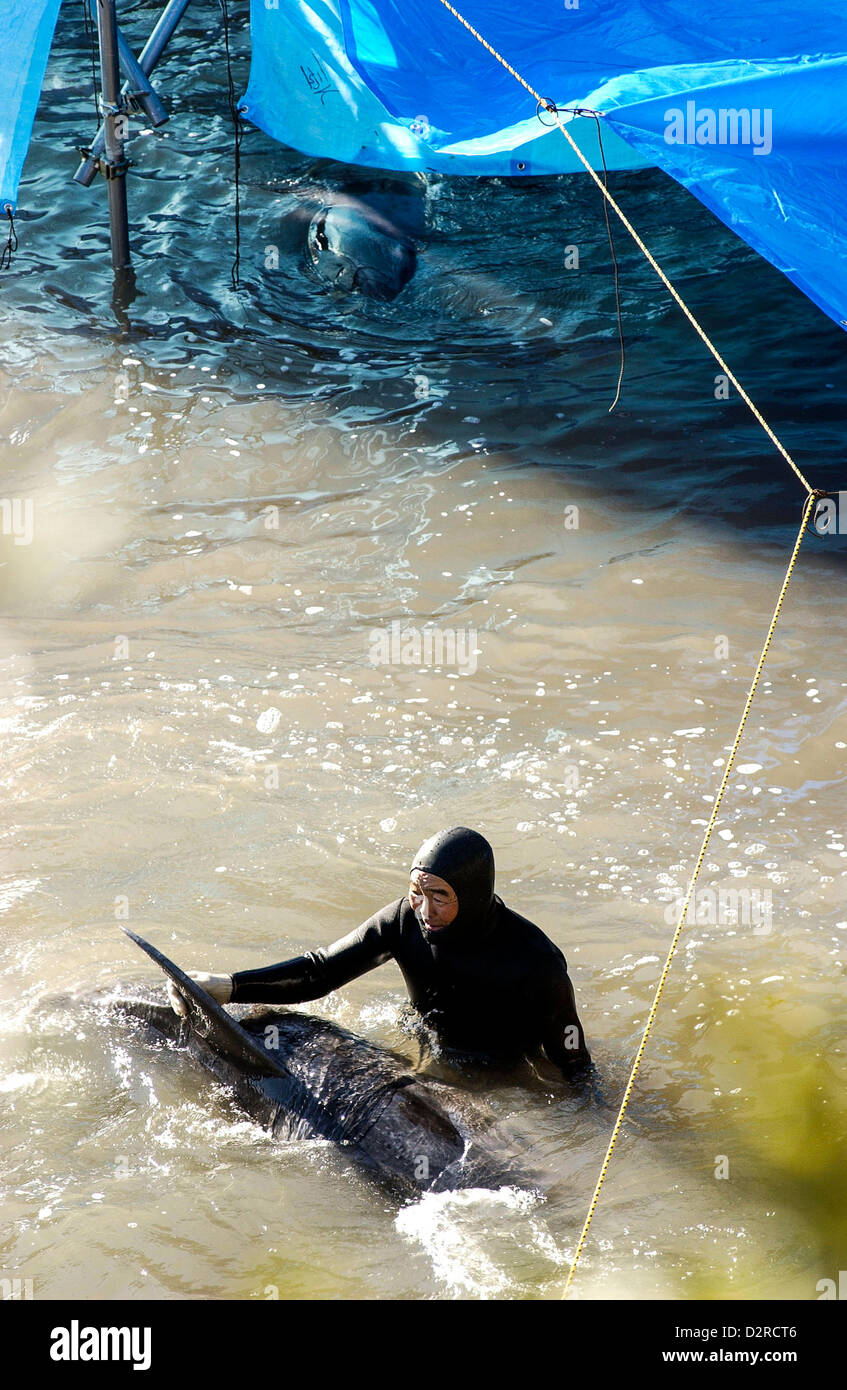 Un pescatore esamina un delfino nella baia di Taiji, Wakayama, Giappone Foto Stock