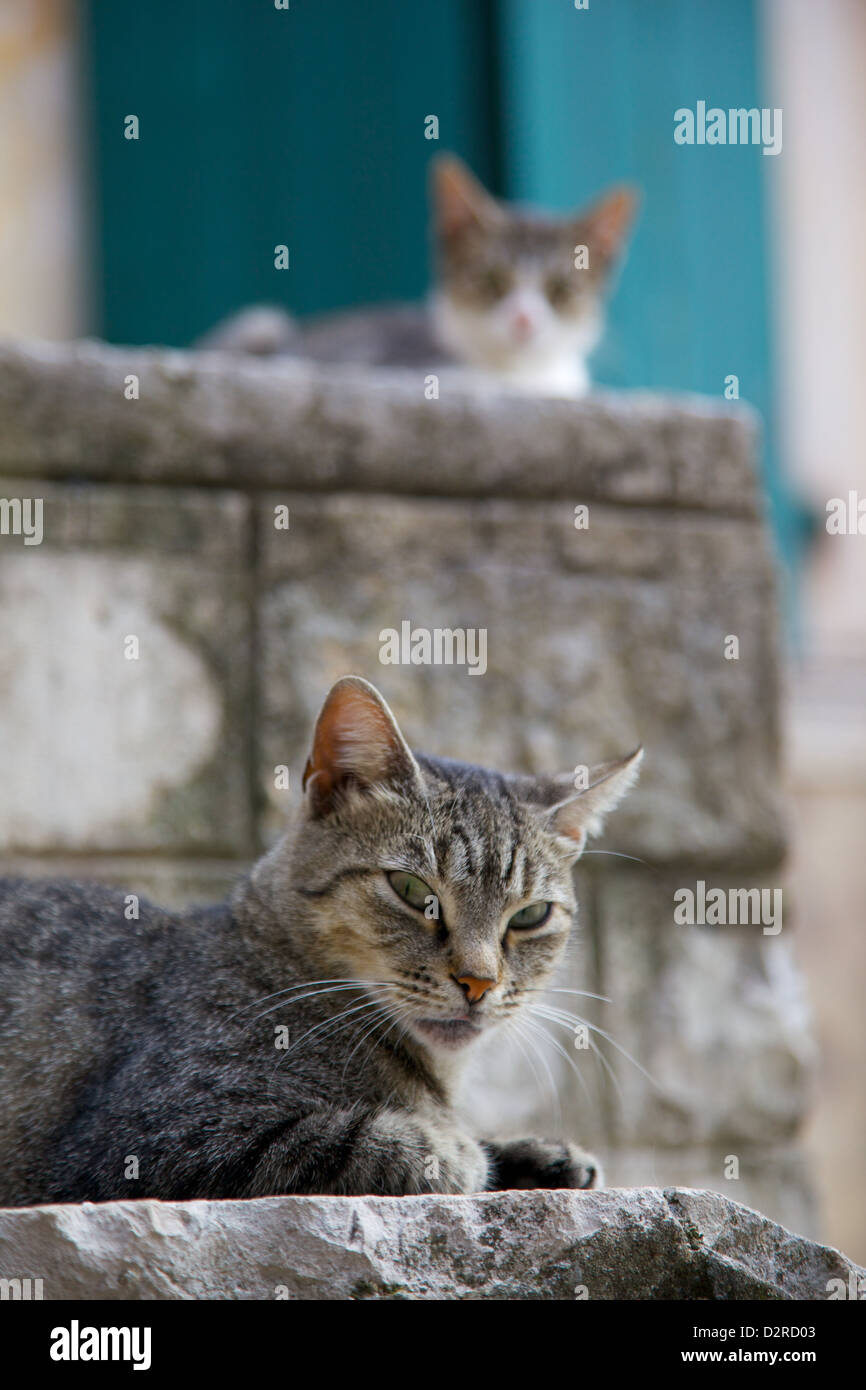 Gatti nella Città Vecchia, Kotor, Montenegro, Europa Foto Stock