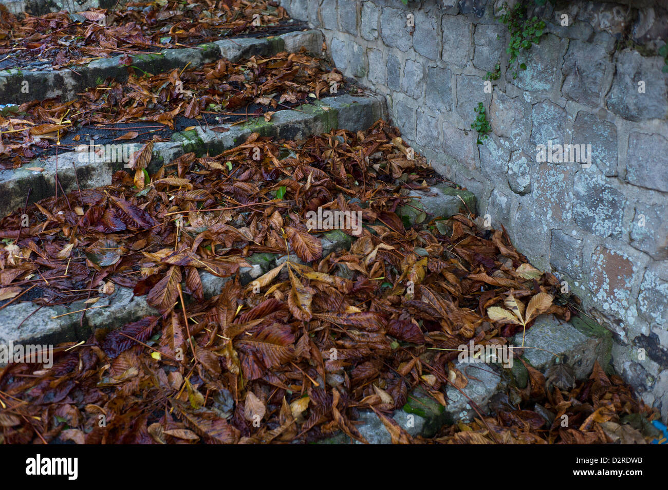 Foglie di autunno sui gradini di pietra Foto Stock