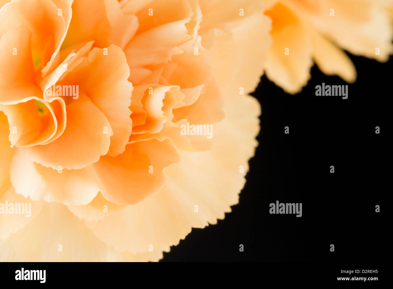 Chiudere l immagine del pallido garofani di colore arancione su sfondo nero Foto Stock