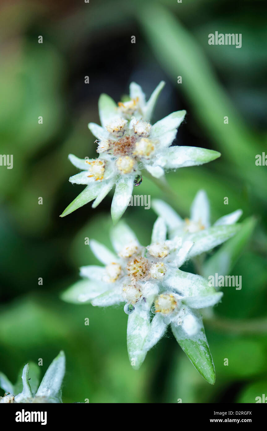 Leontopodium alpinum, Edelweiss, fiori di colore bianco con foglia verde dello sfondo. Foto Stock