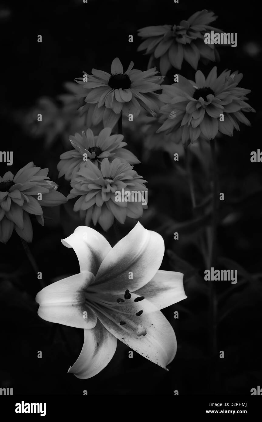 Il Lilium cultivar, il Giglio Bianco & Nero. Foto Stock