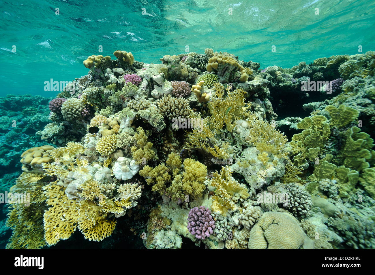 Underwater Coral reef, colonia di coralli, appena sotto la superficie, Mar Rosso, Egitto Foto Stock