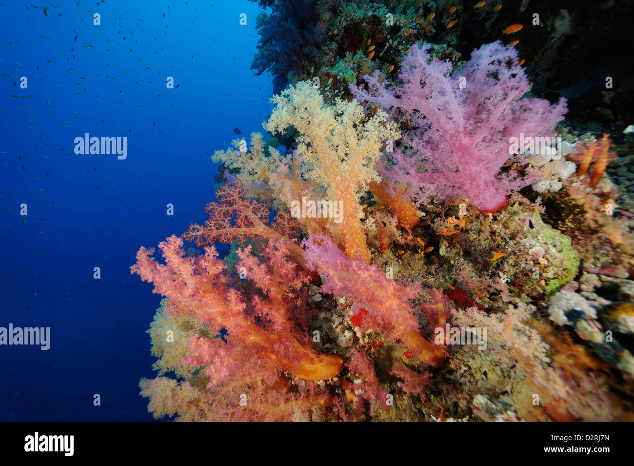 Underwater Coral reef, colonia di morbida e coralli duri, Mar Rosso, Egitto Foto Stock