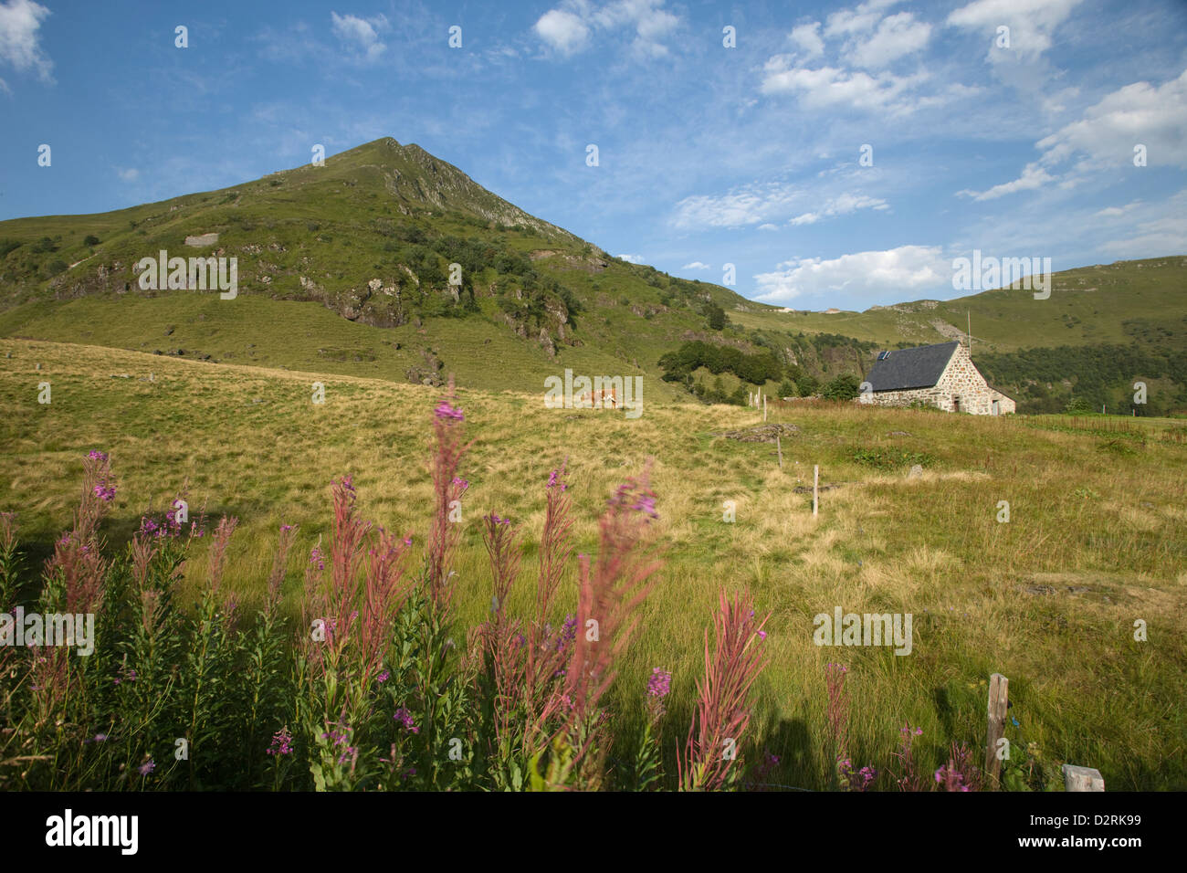 Fiori FIREWEED pascolo alpino PUY MARY PAC NATUREL DES VOLCAN AUVERGNE CANTAL FRANCIA Foto Stock