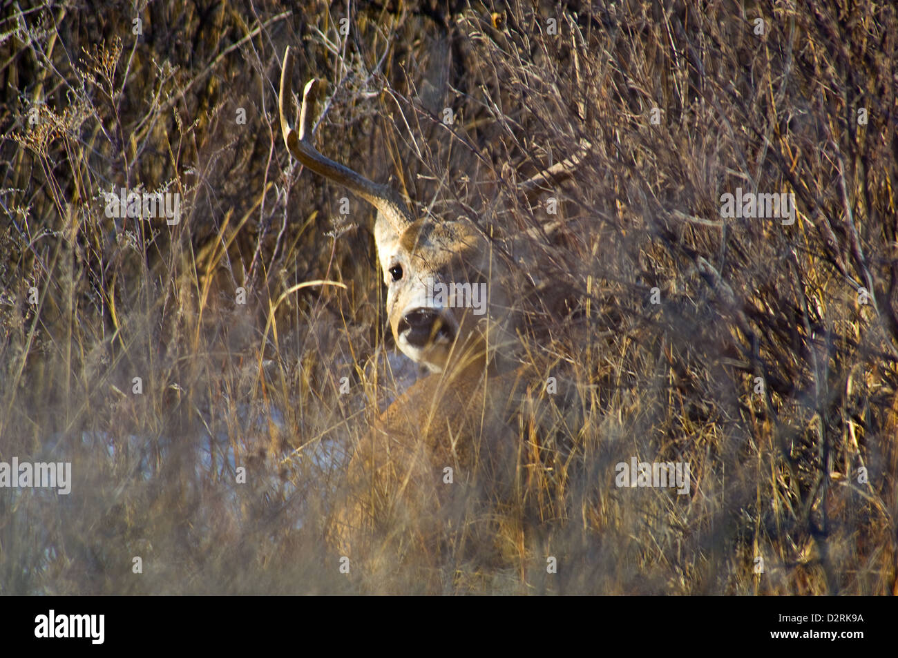 Culbianco deer buck (Odocoileus virginianus) bedded giù nella fitta spazzola vicino a Pamapa Texas Foto Stock