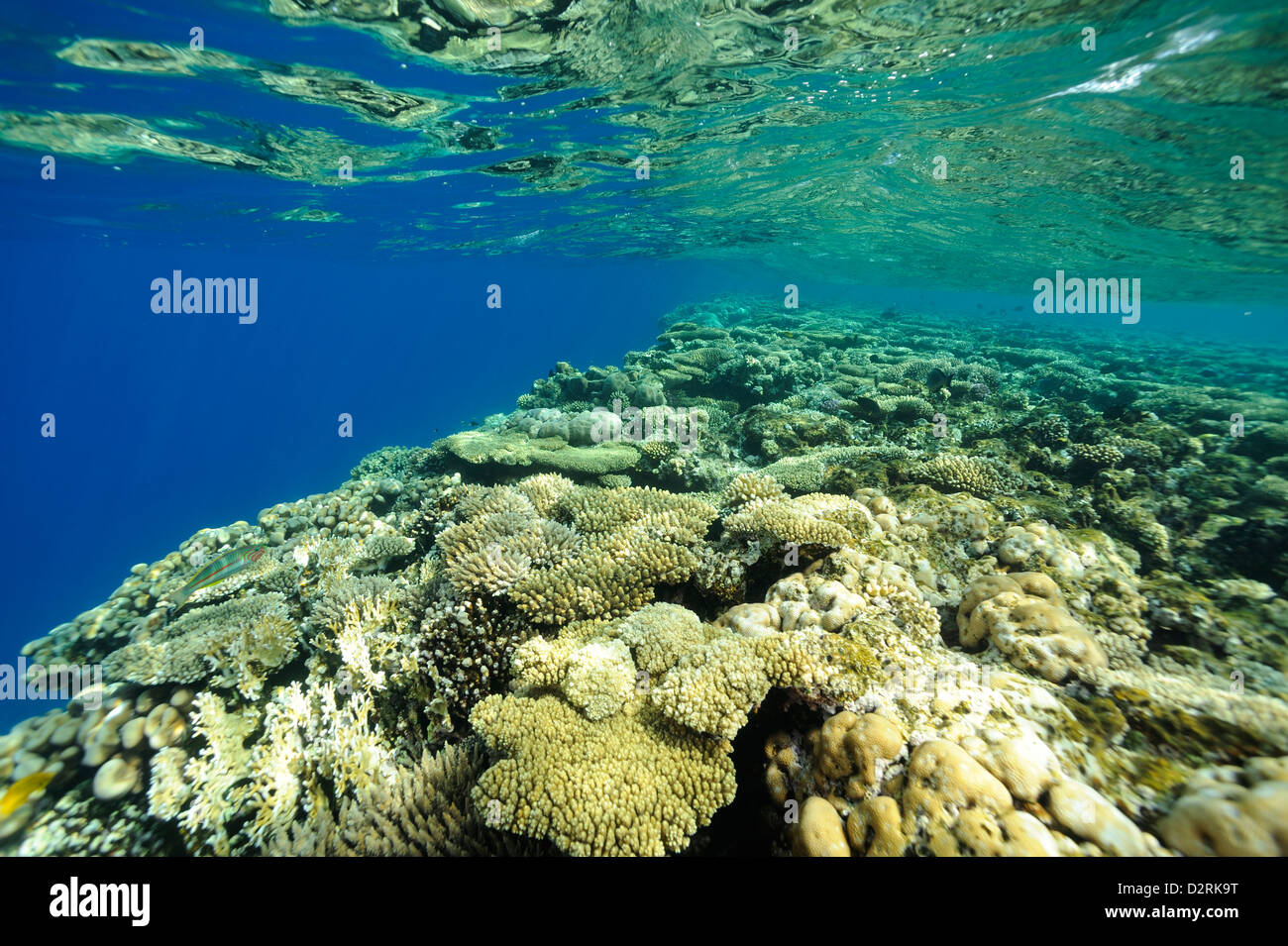 Underwater Coral reef, colonia di coralli, appena sotto la superficie, Mar Rosso, Egitto Foto Stock