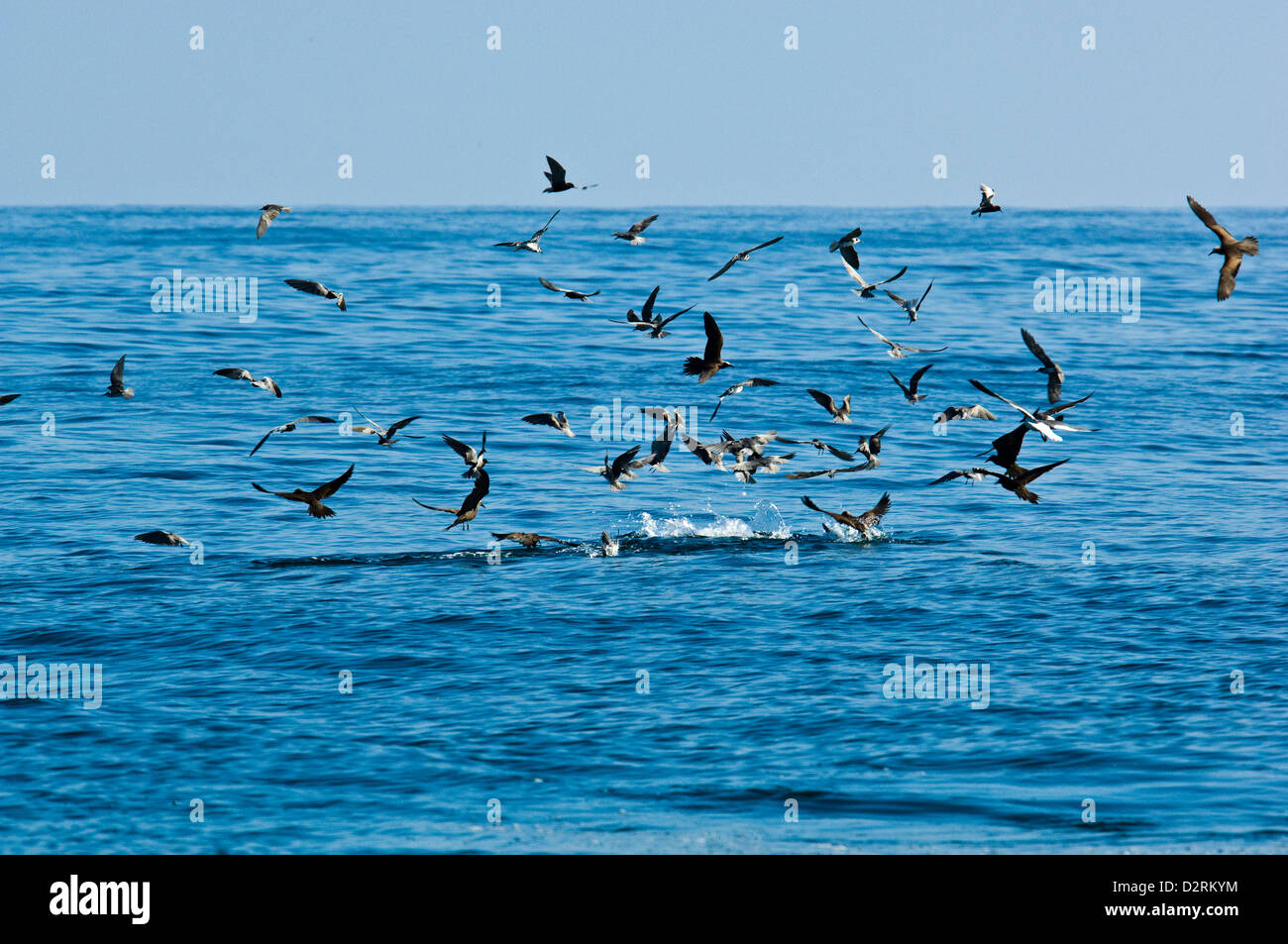 I gabbiani e uccelli di mare diving e alimentazione su un scuola di baitfish vicino a Puerto Vallarta Messico Foto Stock