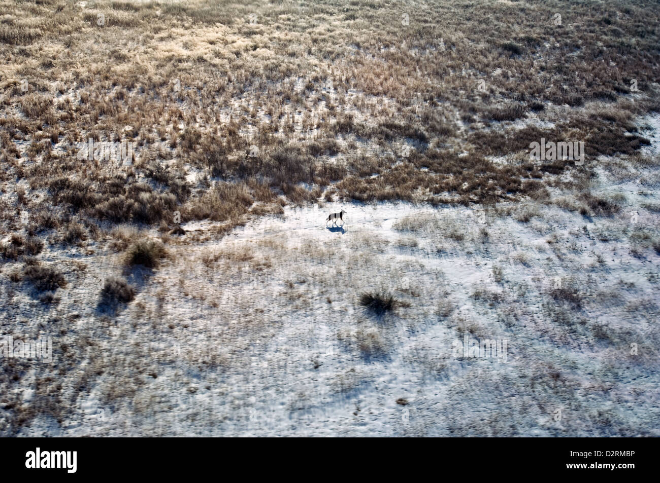 Vista aerea di un coyote (Canis latrans) camminando per un sentiero attraverso la prairie vicino a Pampa in Texas Foto Stock