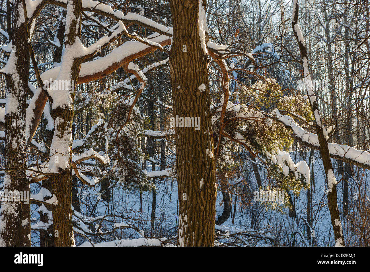 Rami di pino coperte di neve Foto Stock