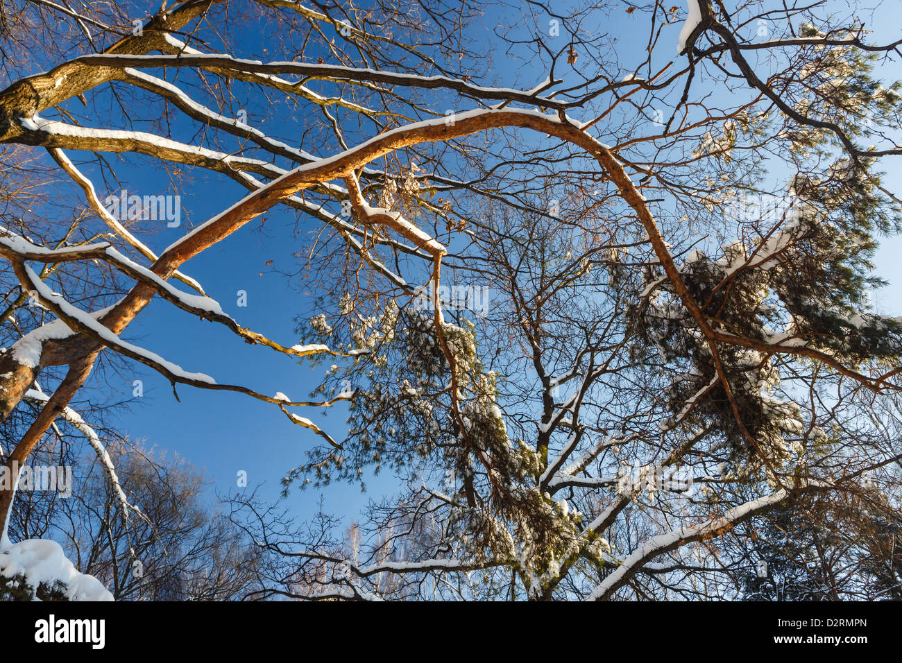 Rami di pino coperte di neve Foto Stock
