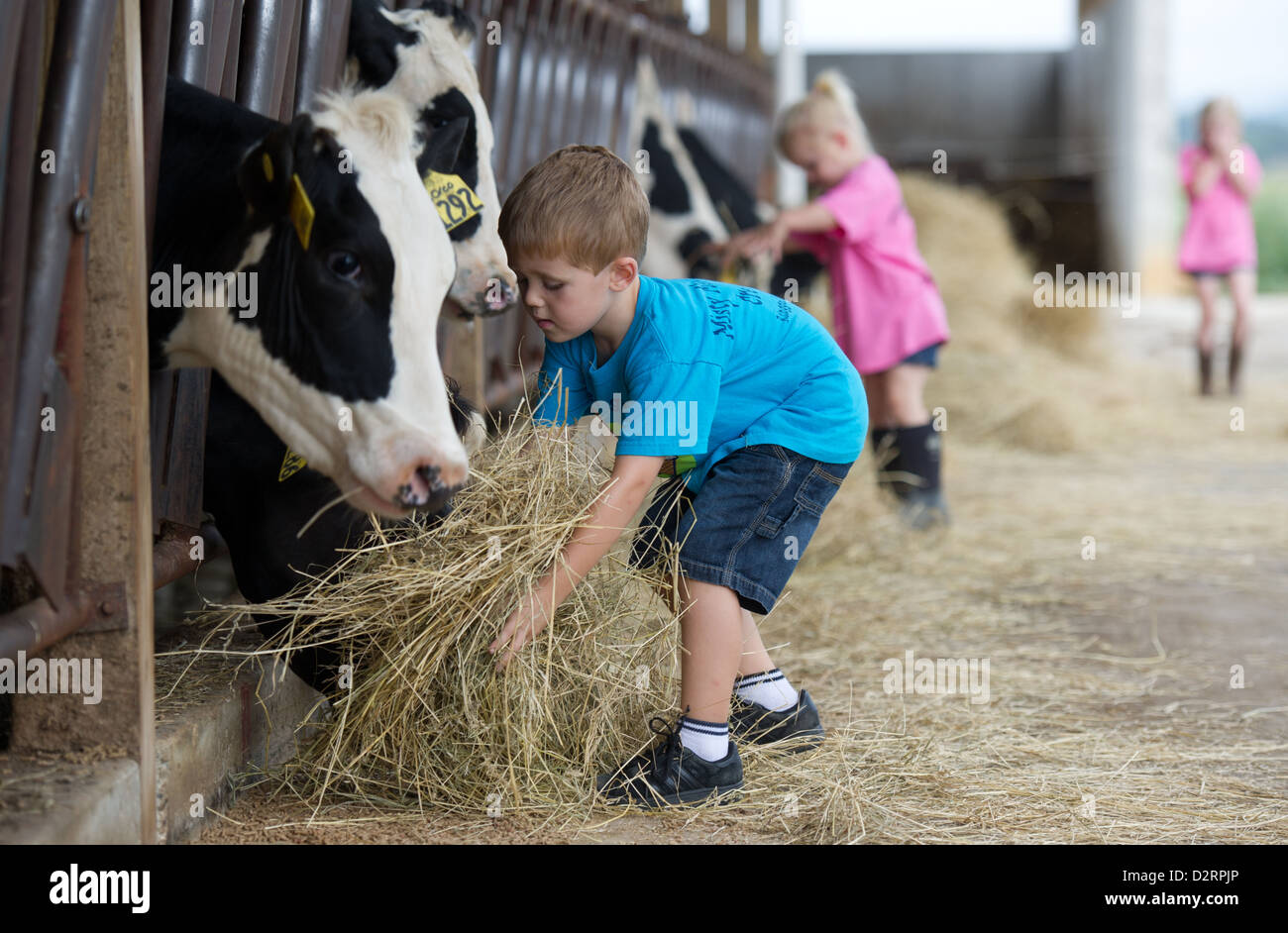 Bambini alimentazione di vacche da latte di fieno nel fienile Foto Stock