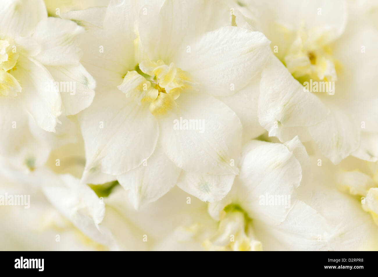 Delphinium " Kennington classico', Delphinium, bianco oggetto. Foto Stock