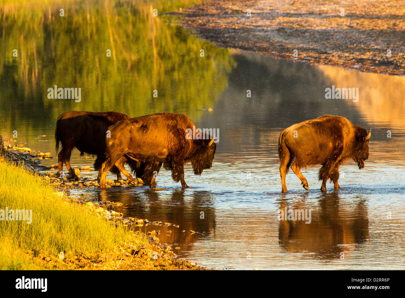 Bison attraversando il piccolo fiume Missouri nel Parco nazionale Theodore Roosevelt, il Dakota del Nord, STATI UNITI D'AMERICA Foto Stock