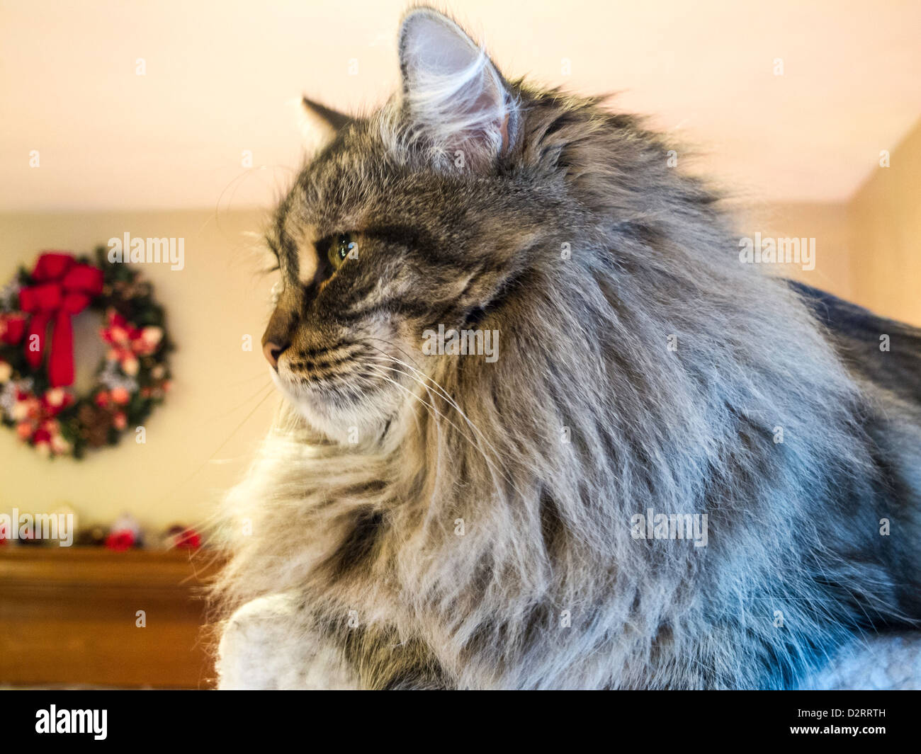 Domestico con i capelli lunghi Cat Foto Stock