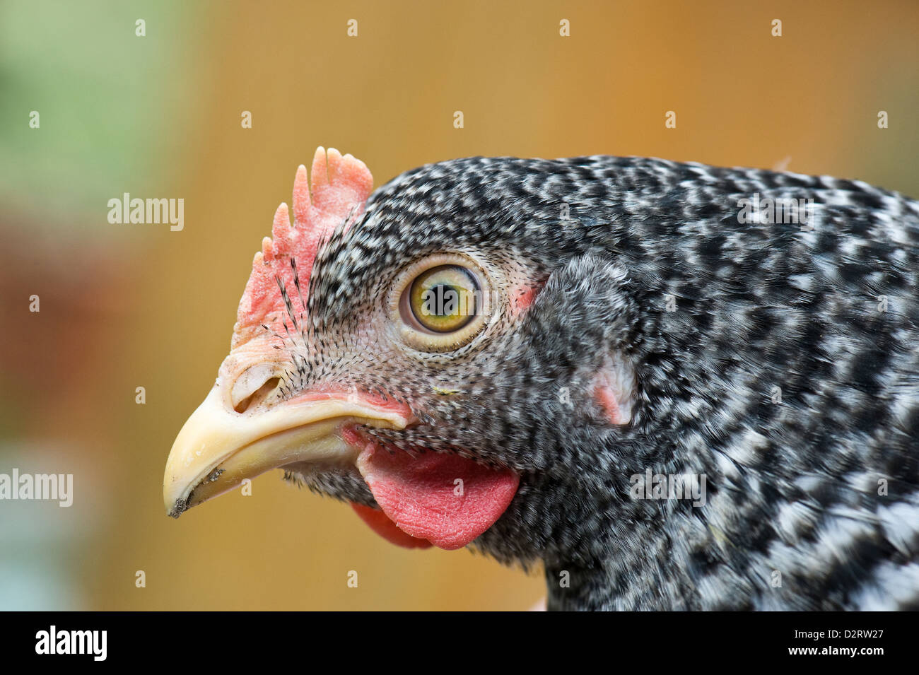 Grammendorf, Germania, Tierportraet un cucù di gallina Foto Stock