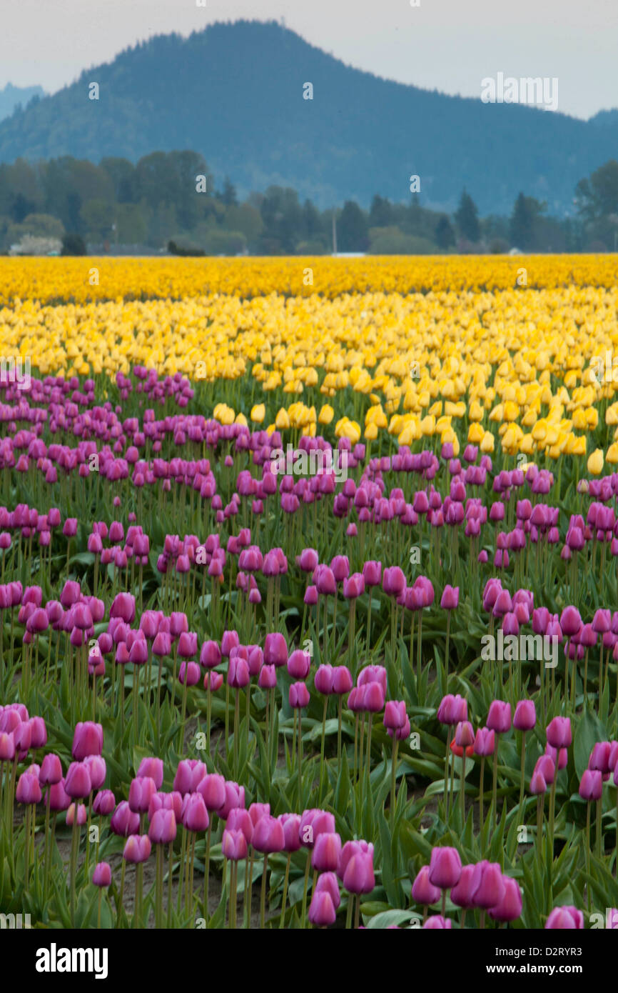 Nord America, Stati Uniti di Washington, Mount Vernon, tulipani in fiore a annuale di Skagit Valley Tulip Festival che si terrà nel mese di aprile Foto Stock
