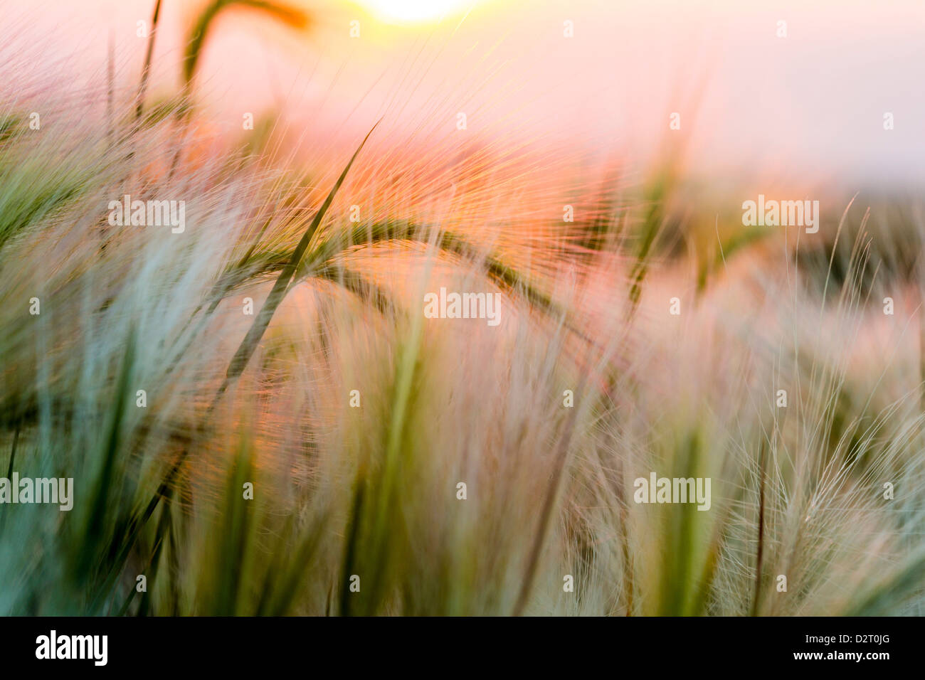Orzo di Coda di Volpe vicino a Regent, il Dakota del Nord, STATI UNITI D'AMERICA Foto Stock