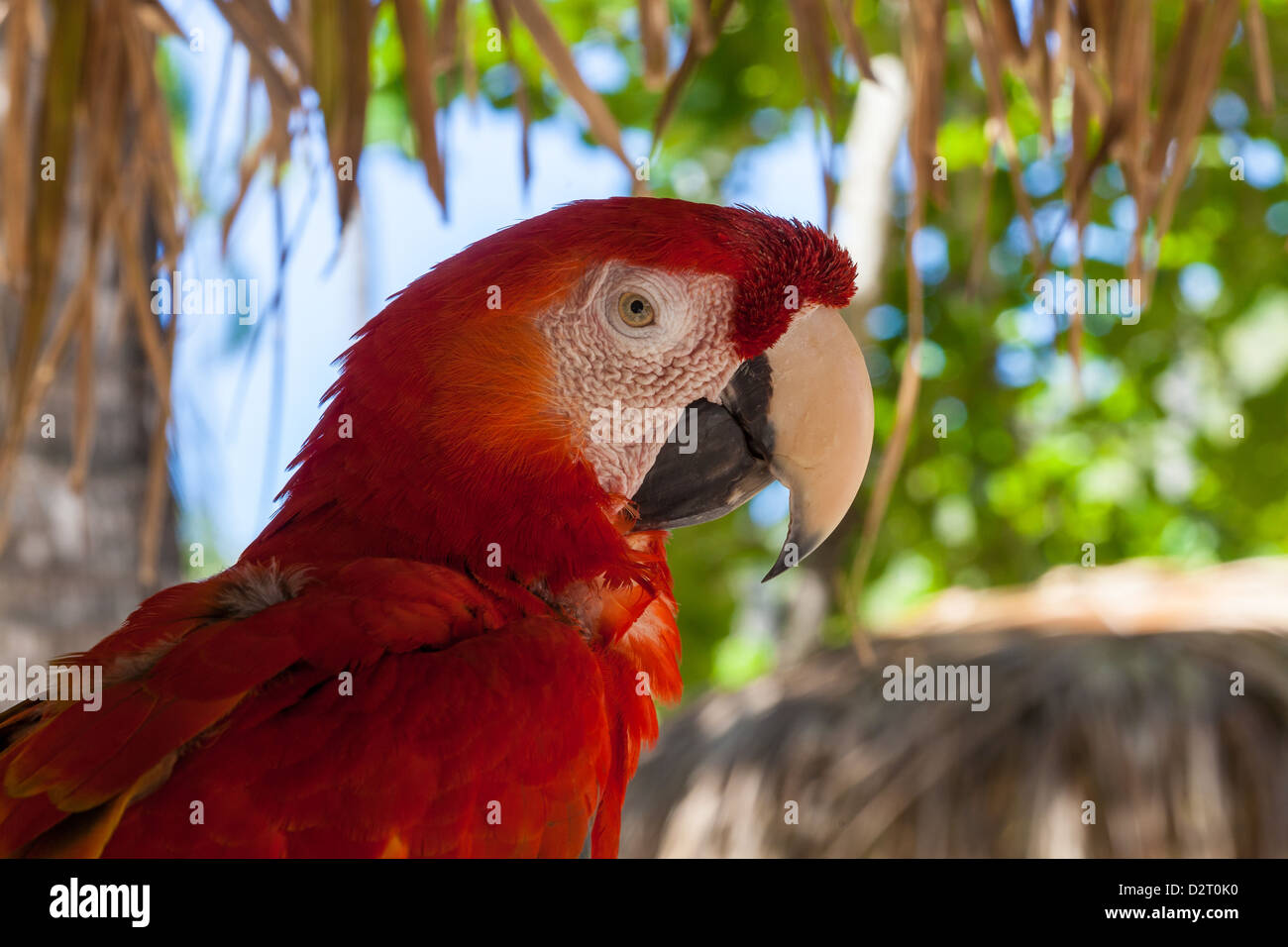 Scarlet Macaw profilo di testa Foto Stock