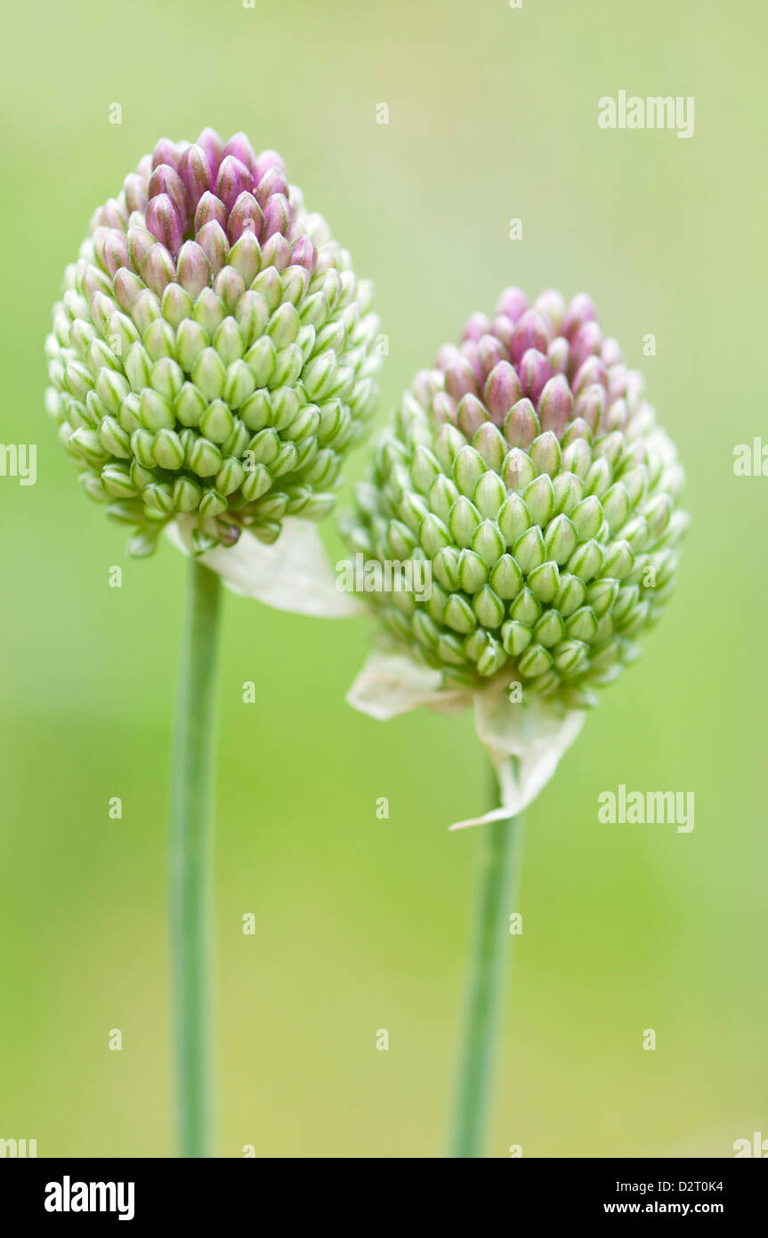 Allium sphaerocephalon, fiori viola emergenti dalle gemme di colore verde. Foto Stock