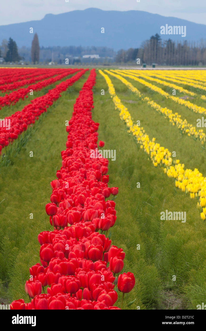 Nord America, Stati Uniti di Washington, Mount Vernon, tulipani in fiore a annuale di Skagit Valley Tulip Festival che si terrà nel mese di aprile Foto Stock