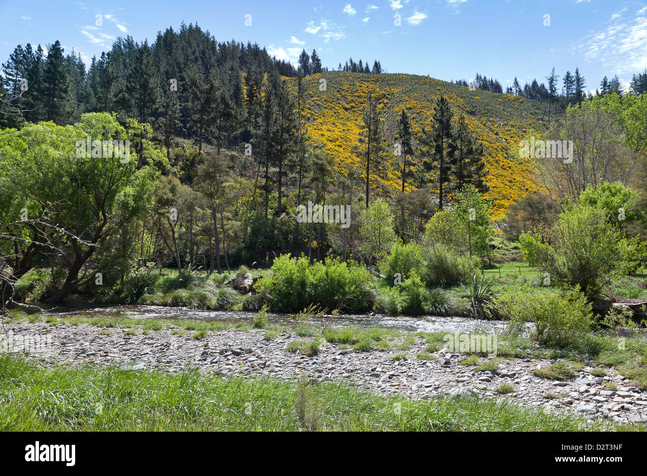 Giallo colline colorate da Maitai Valley vicino a Nelson, Nuova Zelanda Foto Stock