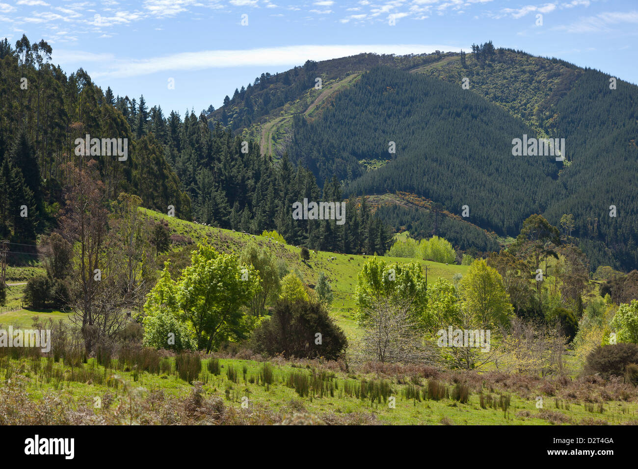 Verdi colline nella valle di Maitai vicino a Nelson, Nuova Zelanda Foto Stock