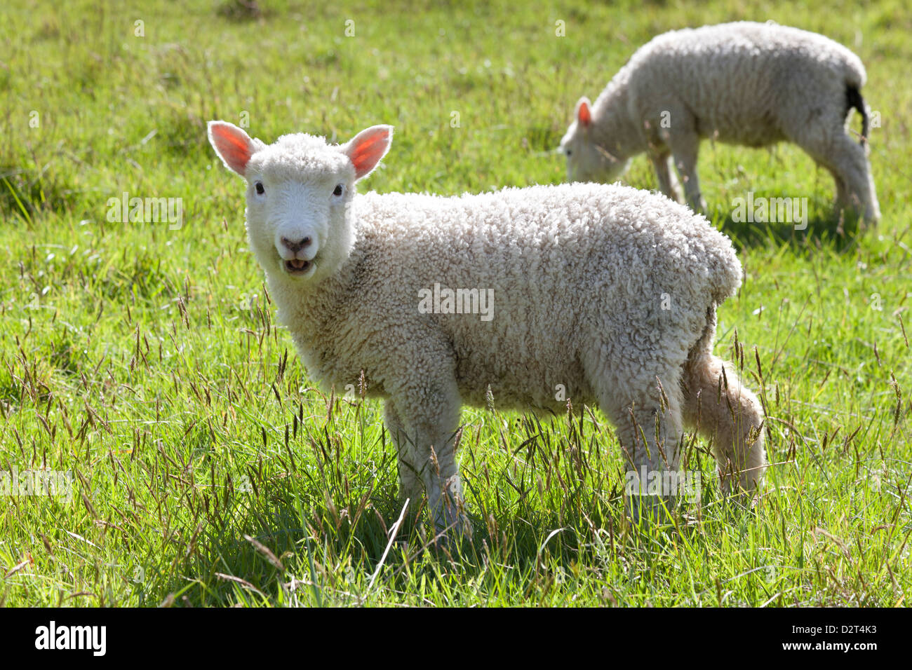 Curioso di agnello in Nuova Zelanda Foto Stock