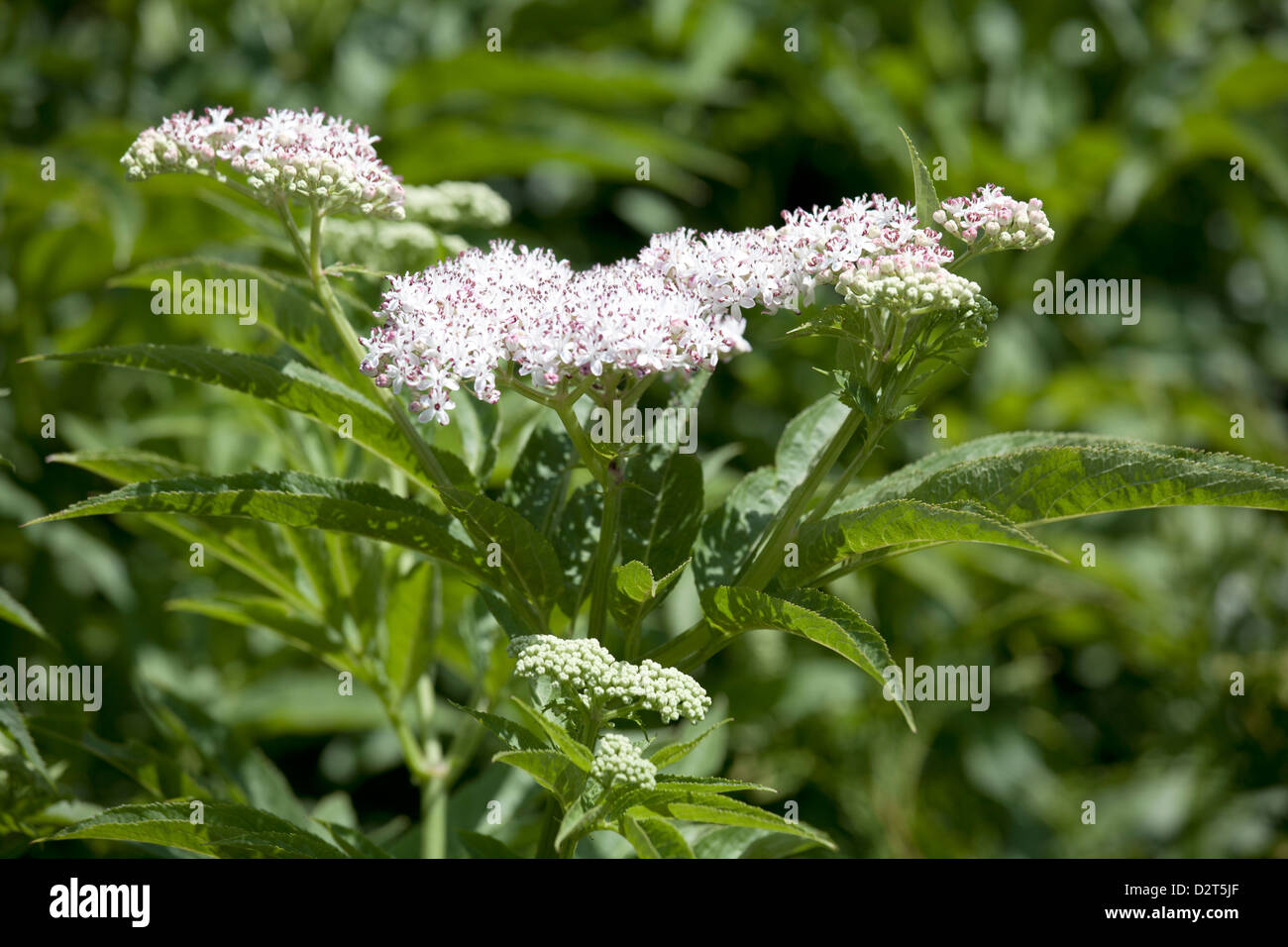Eupatorium perfoliatum - Comune Boneset fiore Foto Stock