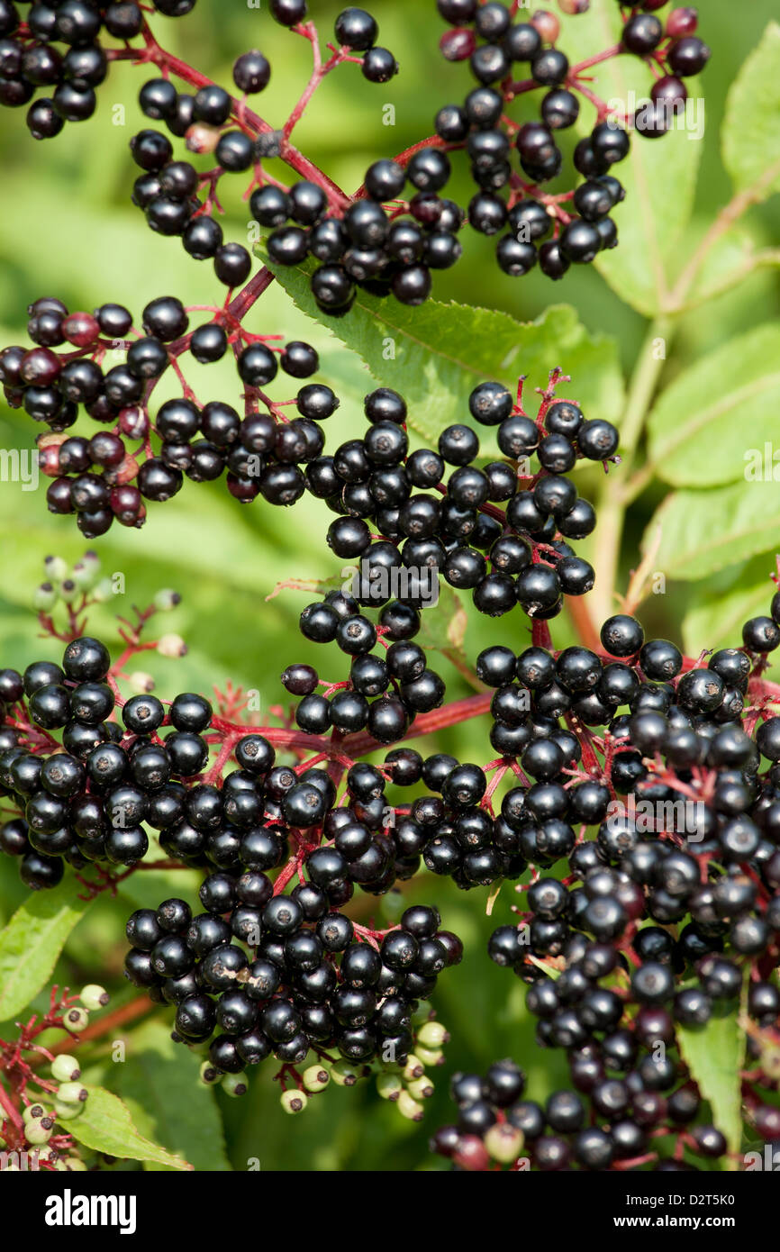 Sambucus nigra - bacche di sambuco Foto Stock