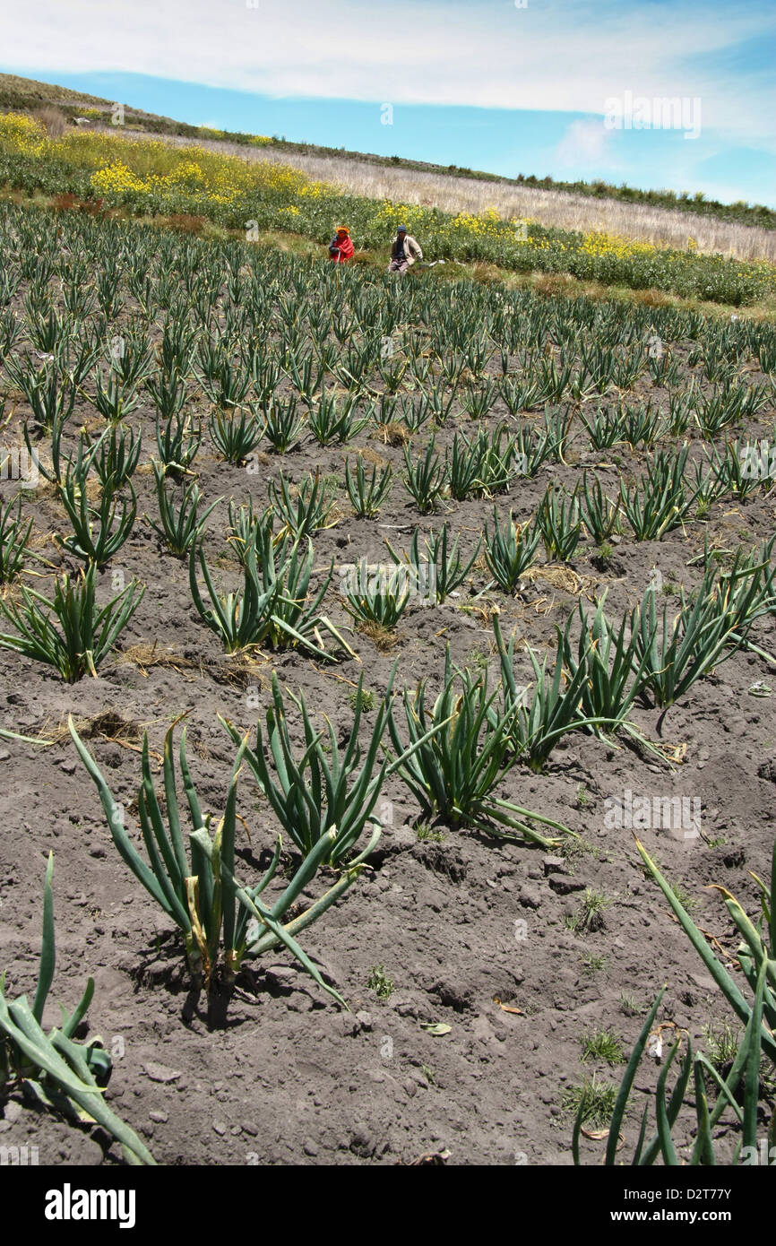 Le piccole aziende agricole in Ecuador Foto Stock