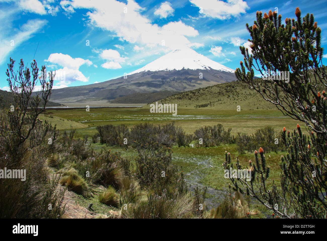 Il Cotopaxi vulcano perfetto con alcuni vegetazione in alta quota. Ecuador Foto Stock