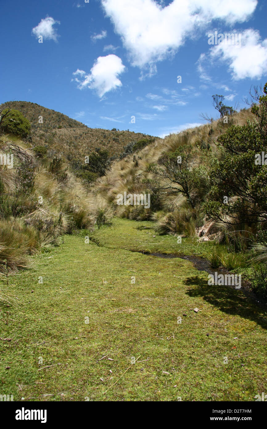 Vegetazione e un piccolo fiume in alta quota vicino al vulcano Cotopaxi in Ecuador. Foto Stock