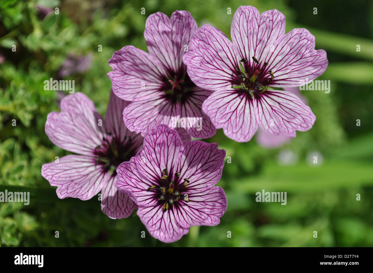 Viola venato fiori di geranio Foto Stock