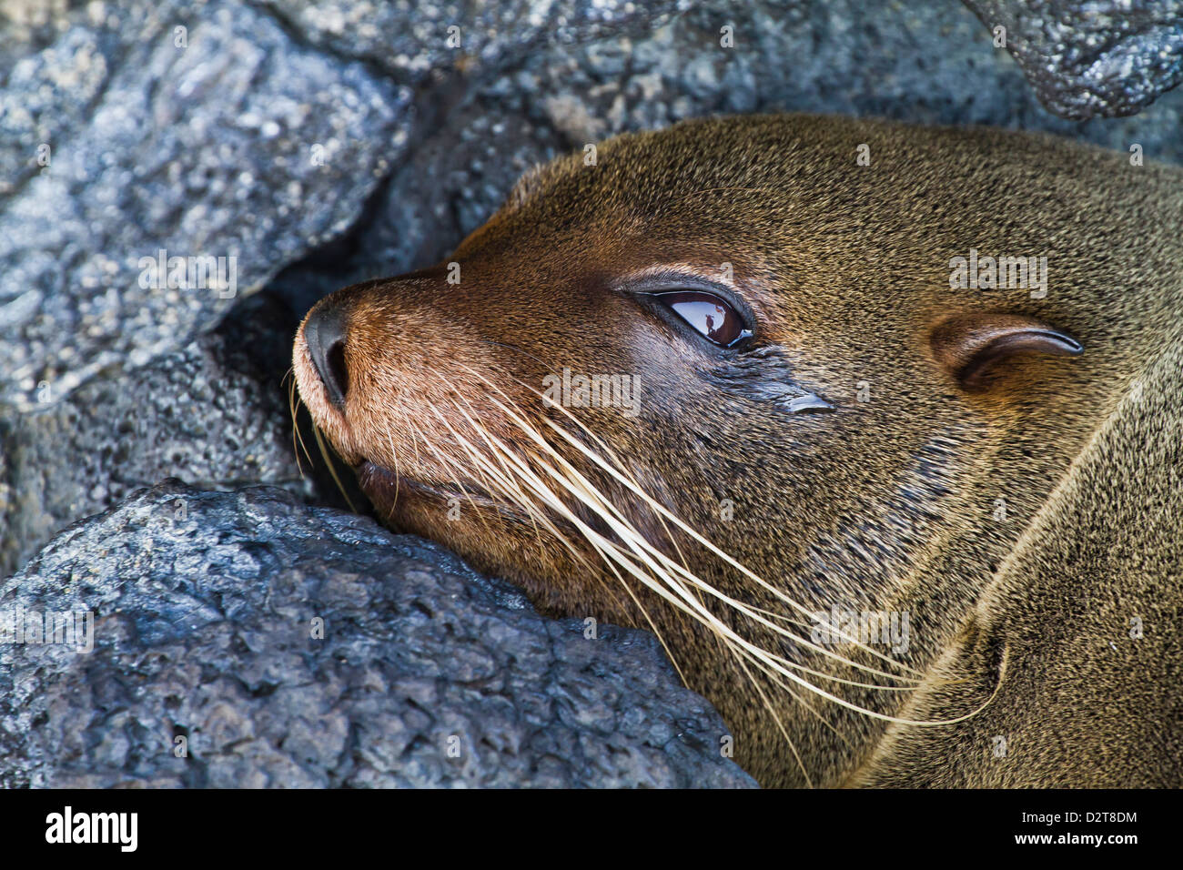 Le Galapagos pelliccia sigillo (Arctocephalus galapagoensis), Puerto Egas, isola di Santiago, Isole Galapagos, Ecuador, Sud America Foto Stock