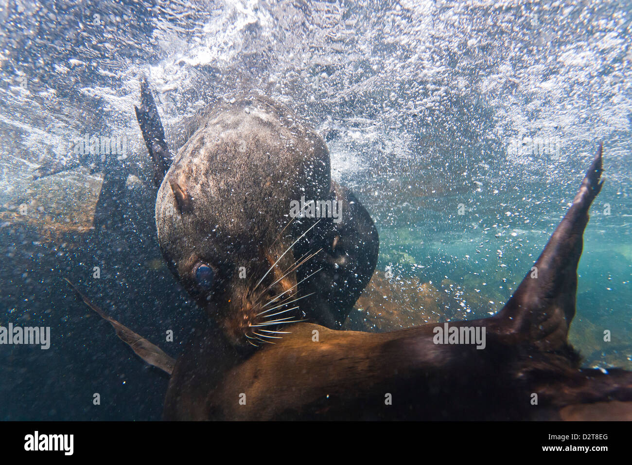 Le Galapagos pelliccia sigillo (Arctocephalus galapagoensis) tori mock-combattimenti subacquei, Genovesa Island, Isole Galapagos, Ecuador Foto Stock
