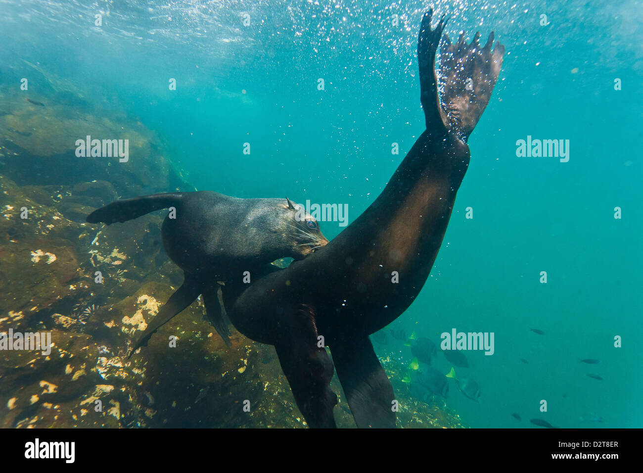 Le Galapagos pelliccia sigillo (Arctocephalus galapagoensis) tori mock-combattimenti subacquei, Genovesa Island, Isole Galapagos, Ecuador Foto Stock