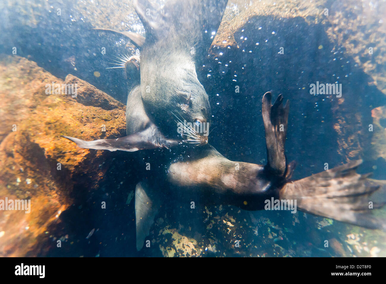 Le Galapagos pelliccia sigillo (Arctocephalus galapagoensis) tori mock-combattimenti subacquei, Genovesa Island, Isole Galapagos, Ecuador Foto Stock