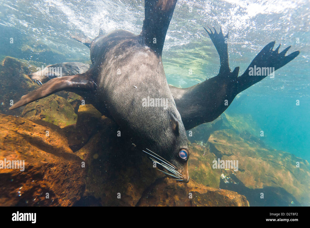 Le Galapagos pelliccia sigillo (Arctocephalus galapagoensis) tori mock-combattimenti subacquei, Genovesa Island, Isole Galapagos, Ecuador Foto Stock
