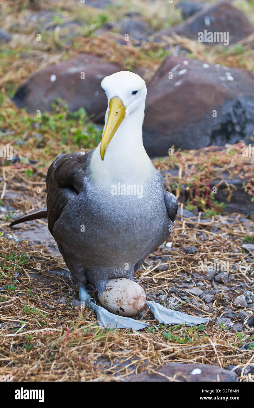 Adulto sventolato albatross (Diomedea irrorata) con singolo uovo, all'Isola Espanola, Isole Galapagos, Ecuador, Sud America Foto Stock