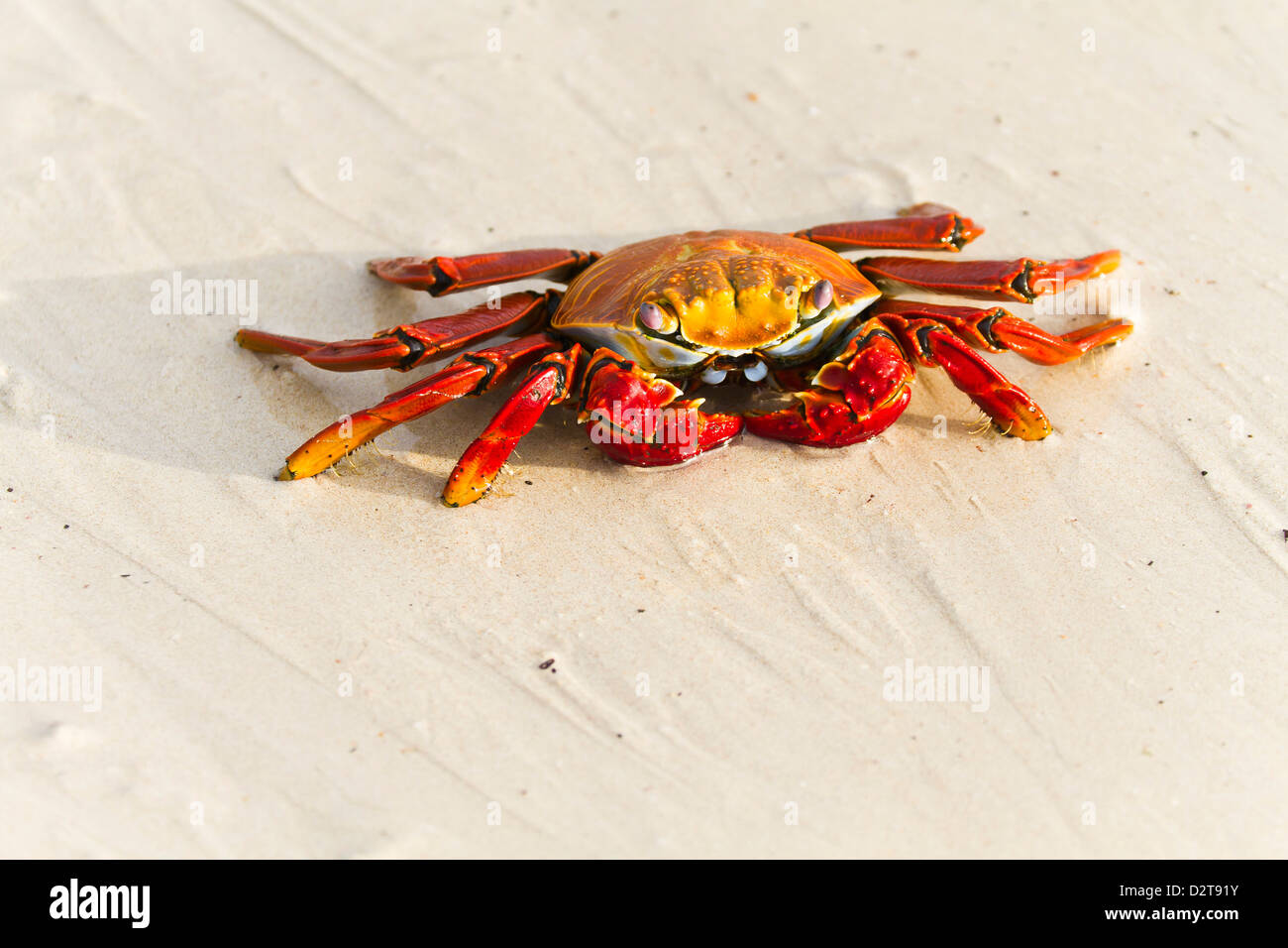 Sally lightfoot crab (Grapsus grapsus), Las Bachas, Isola di Santa Cruz, Isole Galapagos, Ecuador, Sud America Foto Stock